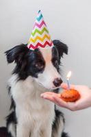 retrato engraçado de bonitinho sorridente cachorrinho border collie usando chapéu bobo de aniversário olhando bolo de férias cupcake com uma vela isolada no fundo branco. conceito de festa de aniversário feliz. foto