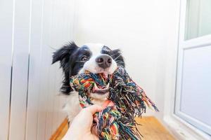 retrato engraçado de bonitinho sorridente cachorrinho border collie segurando o brinquedo de corda colorida na boca. novo membro adorável da família cachorrinho em casa brincando com o dono. conceito de cuidados e animais de estimação. foto