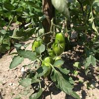 plantas de tomate na horta foto