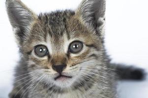 gatinho listrado cinza em um fundo branco, pequeno predador, foto