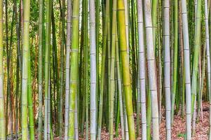 fundo com padrão de folhagem de árvores de bambu foto