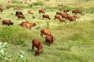 vacas e touros pastam em um campo de grama exuberante foto