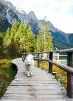 cão samoiedo montanhas natureza foto
