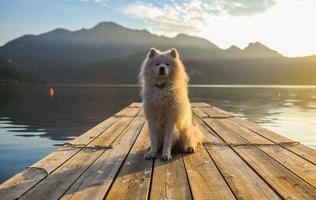 cão samoiedo pôr do sol montanhas natureza foto