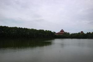 árvores de mangue na beira do pântano foto