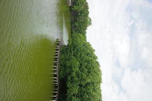 árvores de mangue na beira do pântano foto