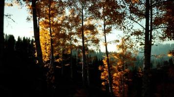 paisagem de outono de montanha com floresta amarela foto