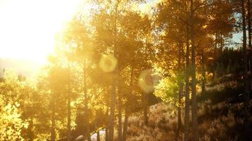 pôr do sol brilhante nas montanhas com floresta foto