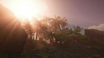 raios do sol através de palmeiras foto