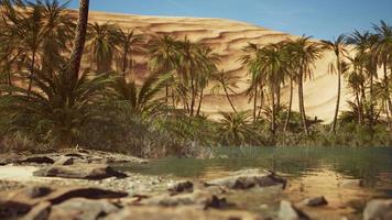 oásis verde com lagoa no deserto do saara foto