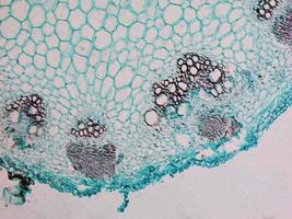 micrografia de haste de heliansthus foto