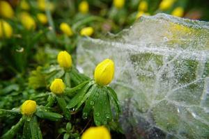 flores de eranthis hyemalis e superfície de gelo transparente turva. foto