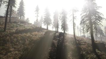 calma floresta temperamental no nevoeiro enevoado da manhã foto