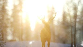 macho de cervo nobre orgulhoso na floresta de neve de inverno foto