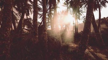 vale de savana e deserto de areia após o pôr do sol colorido foto