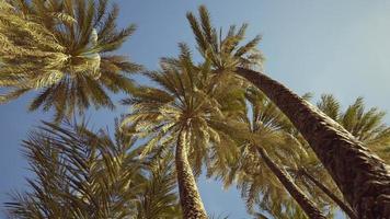 palmeiras na praia de santa monica foto