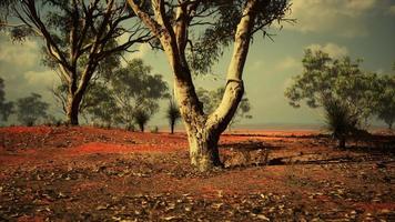 árvore de acácia nas planícies abertas de savana da áfrica oriental botswana foto