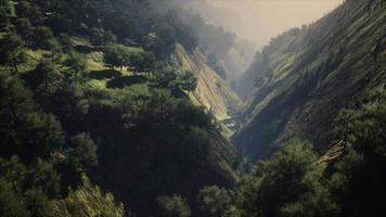 árvores verdes no canyon ao pôr do sol com nevoeiro foto