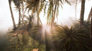 coqueiros na névoa da manhã profunda foto