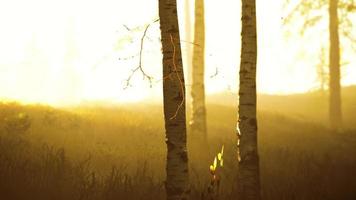 nascer ou pôr do sol em uma floresta de bétulas com raios de sol brilhando através de troncos de árvores foto