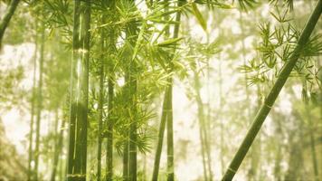 floresta de bambu asiática com luz solar foto