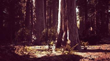 famoso parque sequoia e sequoia gigante ao pôr do sol foto