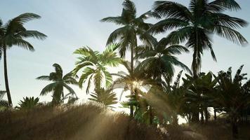 praia tropical em dia ensolarado foto