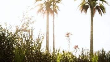 palmeiras tropicais e grama em dia ensolarado foto