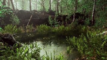 paisagem de primavera floresta com lagoa coberta de vegetação foto