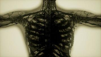 escaneamento de ossos de esqueleto humano brilhando foto