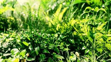close-up da ponta de uma grama de tapete verde de folhas largas foto