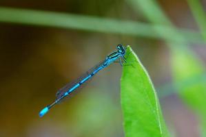 blaue libelle am teich foto