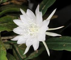 flor de wijaya kusuma que está florescendo na cor branca com fundo de folha foto