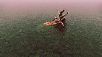 galhos de árvores mortas e tronco no mar foto