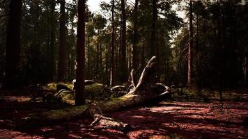 pôr do sol na floresta de sequoias foto