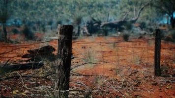 cerca de dingoe no interior australiano foto