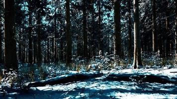 floresta de coníferas coberta de neve em dia ensolarado foto