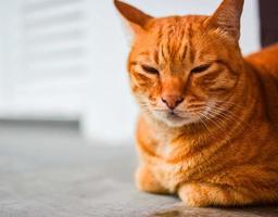 gato animal de estimação vermelho gatinho foto