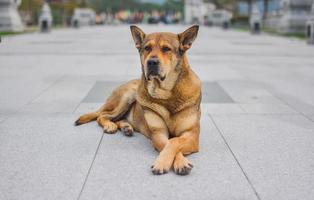 cachorro rua animal de estimação velho foto