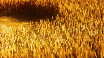 o campo de centeio maduro ao pôr do sol foto