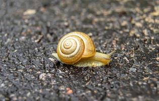 grande caracol de jardim com concha rastejando em estrada molhada foto