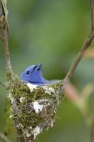 pássaro monarca de nuca preta aninhando na árvore foto