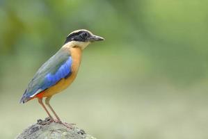 belo pássaro pitta de asas azuis fica na pedra foto