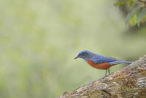 tordo-de-barriga-castanha empoleirar-se no tronco foto