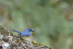 belo pássaro colina azul flycatcher empoleirar-se no log foto