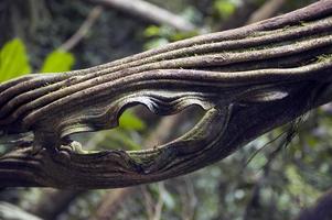 tronco de árvore com uma bela textura natural e um buraco. floresta na costa rica foto