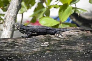 grande lagarto cinza sob o sol em um tronco de árvore, parque nacional manuel antonio, costa rica foto