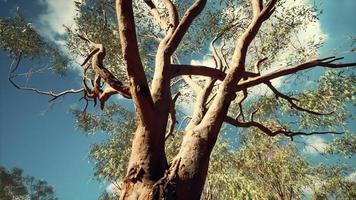 eucalipto no centro vermelho da austrália foto