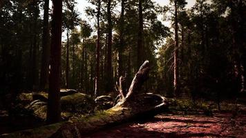 pôr do sol na floresta de sequoias foto