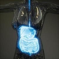 ilustração 3D de peças e funções do sistema digestivo humano foto